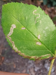 Stigmella anomalella