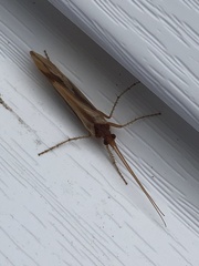 Platycentropus radiatus