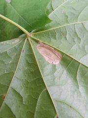 Phyllonorycter joannisi