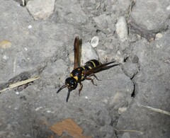 Parancistrocerus fulvipes