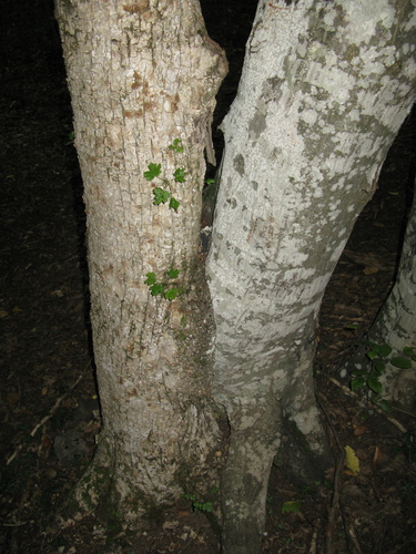 Acer hyrcanum, photograph 4