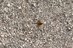 Sympetrum semicinctum