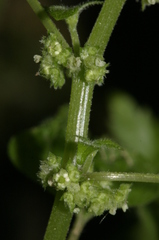 Parietaria lusitanica