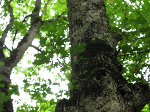 Acer hyrcanum, photograph 5