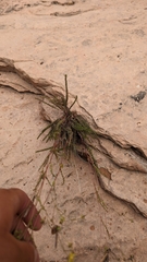 Ivesia sabulosa