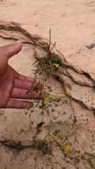 Ivesia sabulosa