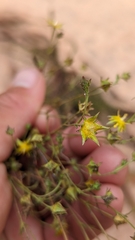 Ivesia sabulosa