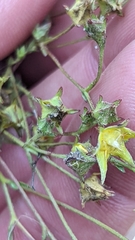 Ivesia sabulosa