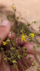 Ivesia sabulosa