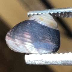 Micrelenchus huttonii