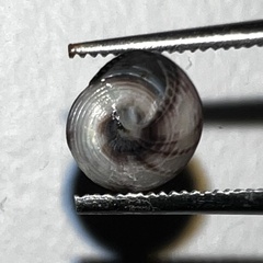 Micrelenchus huttonii