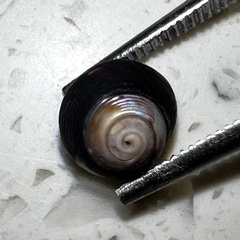 Micrelenchus huttonii