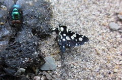 Pseudothyris sepulchralis