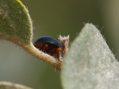 Exochomus nigripennis