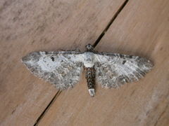 Eupithecia succenturiata