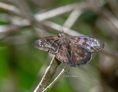 Ephyriades brunnea floridensis
