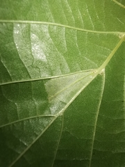 Phyllonorycter rajella