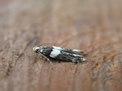 Recurvaria leucatella