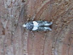 Recurvaria leucatella