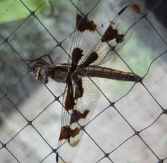 Libellula forensis × pulchella