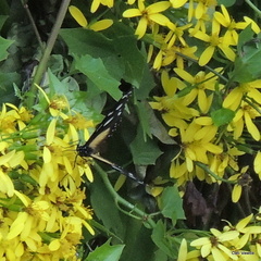 Hypolimnas anthedon wahlbergi