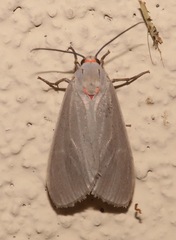 Pygarctia murina