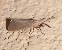 Pygarctia murina