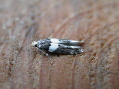 Recurvaria leucatella