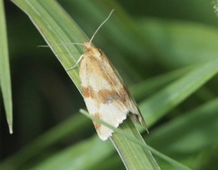 Clepsis steineriana
