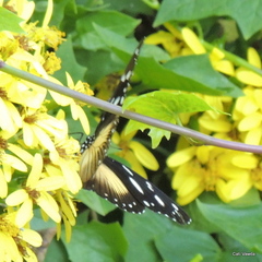 Hypolimnas anthedon wahlbergi