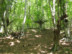 Fagus × taurica, photograph Igor Balashov, CC BY, iNaturalist via GBIF