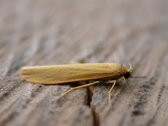 Eilema lutarella