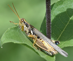 Melanoplus pictus