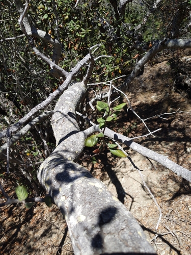 Catalina Island Mountain Mahogany (Cercocarpus traskiae)