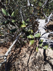 Cercocarpus traskiae