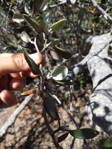 Image of Cercocarpus traskiae by no rights reserved