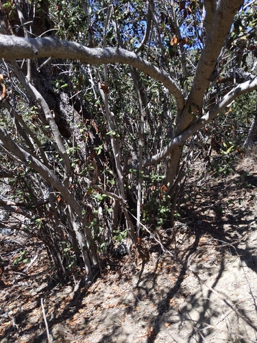 Image of Cercocarpus traskiae by no rights reserved