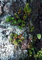 Bulbophyllum elliotii