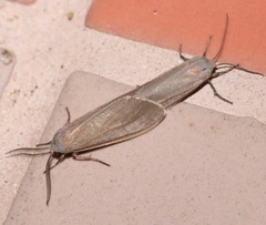 Pygarctia murina