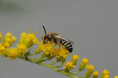 Colletes simulans