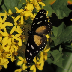 Hypolimnas anthedon wahlbergi