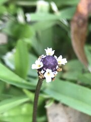 Phyla nodiflora