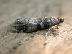 Euzophera pinguis