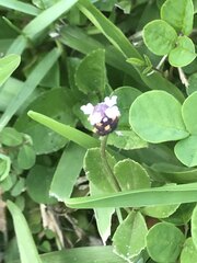 Phyla nodiflora