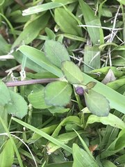 Phyla nodiflora