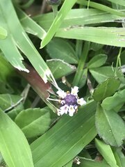Phyla nodiflora