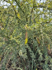 Parkinsonia texana macra