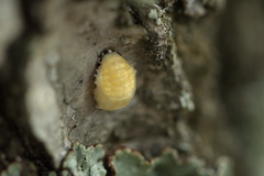 Calvia decemguttata
