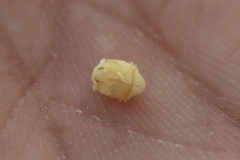 Calvia decemguttata