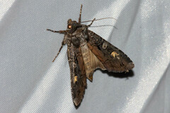 Actebia fennica